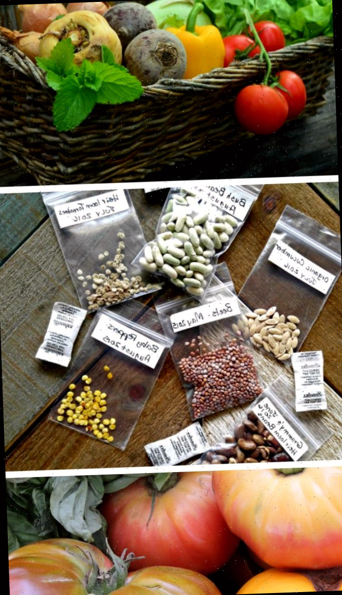 Cultivando vegetais heirloom. pacotes de sementes heirloom, cesta de vegetais e tomates heirloom.