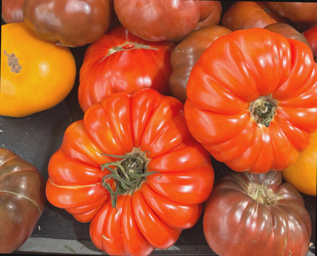 Uma pilha de tomates heirloom em várias cores e tamanhos.