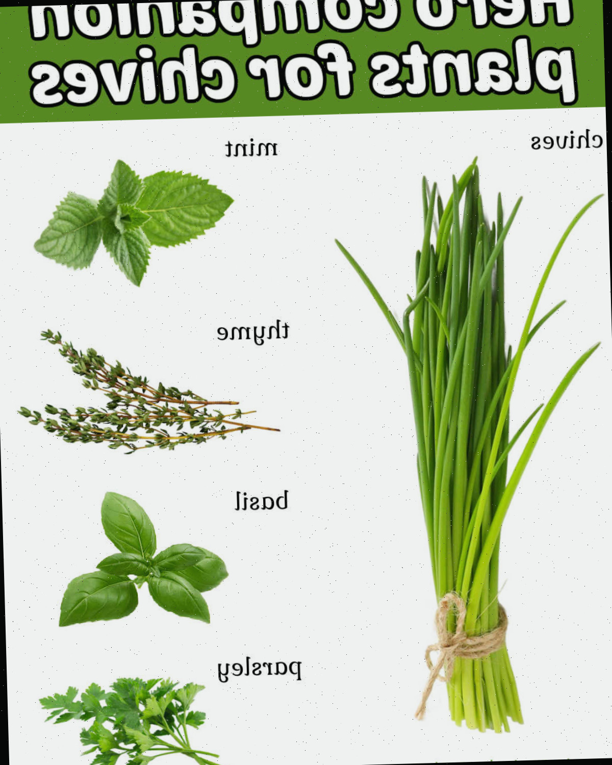 Uma imagem de cebolinha com hortelã, tomilho, manjericão e salsa. A caixa de texto verde diz plantas companheiras de ervas para a cebolinha.