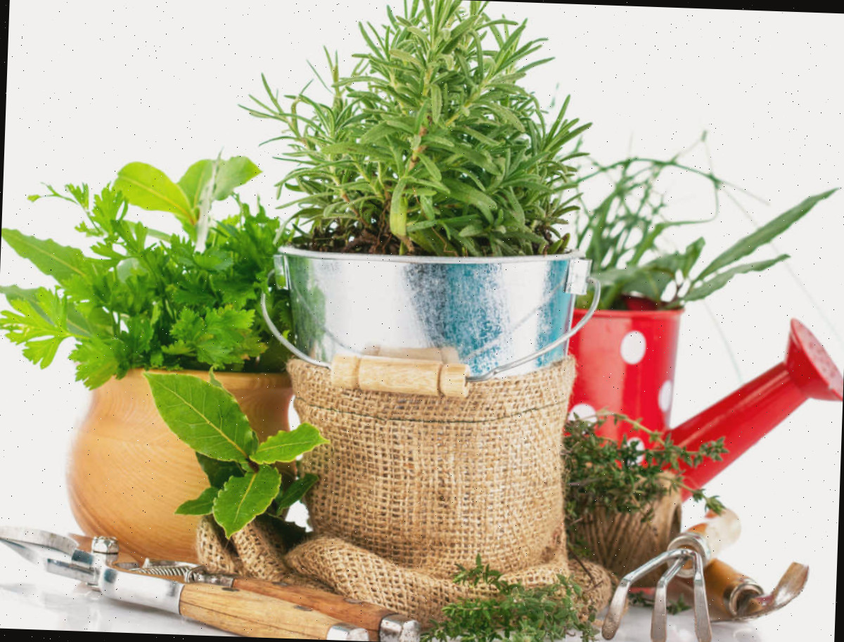 Suprimentos para um jardim de ervas