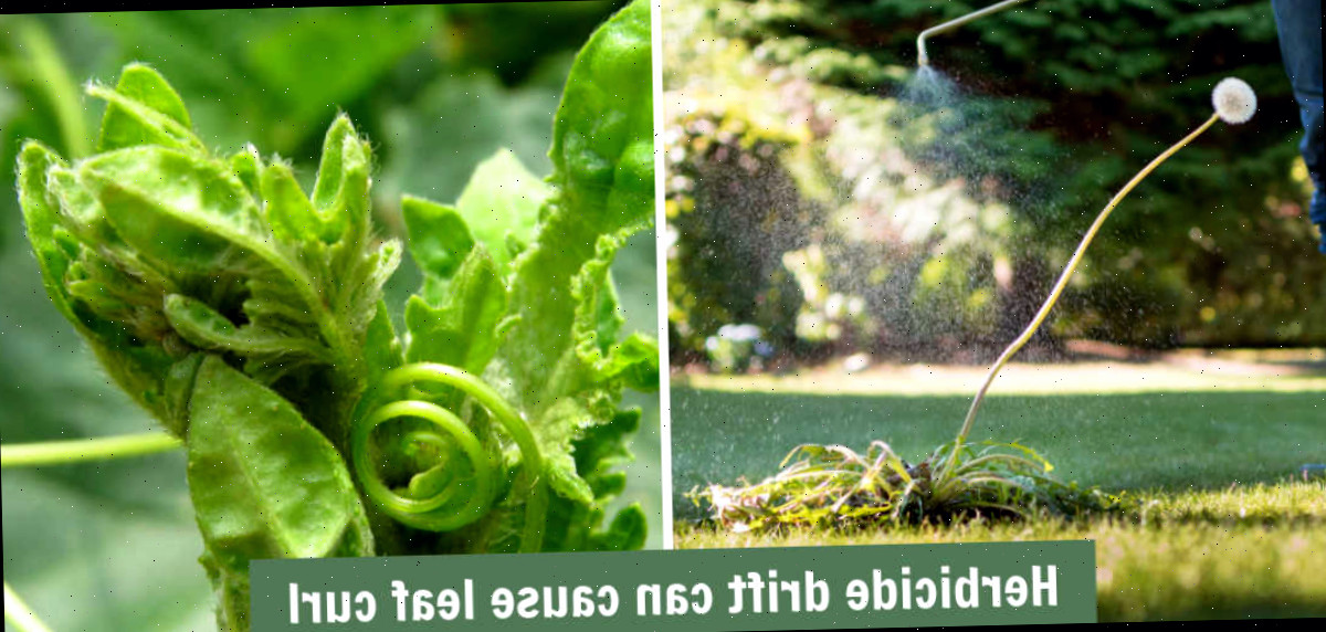 Cuidado com herbicidas nas proximidades de tomates Homem aplicando herbicida no gramado, e planta de tomate com folhas enroladas e texto indicando que o desvio de herbicidas pode ocasionar o enrolamento das folhas.