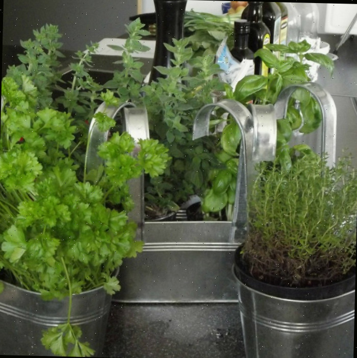 Ervas para Jardins de Cozinha
