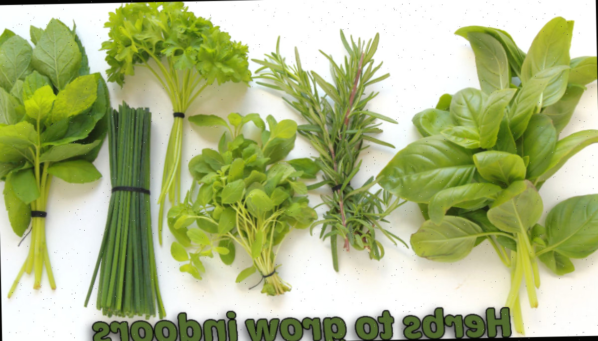 Ervas para cultivar em ambientes internos