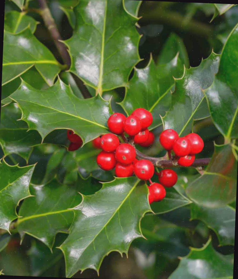 Bagas e folhas de holly.