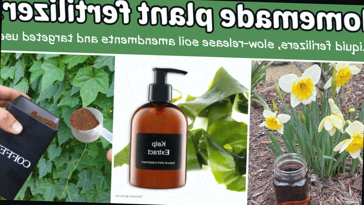 Nutrientes caseiros para plantas em um mosaico - chá de composto, extrato de alga e borra de café para o solo.