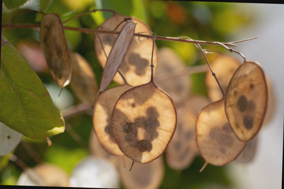 Vagens secas de sementes da planta-da-honestidade.