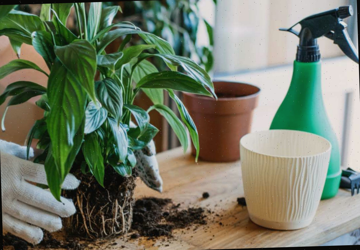 Cuidados com plantas Mão com luva branca examinando uma planta.