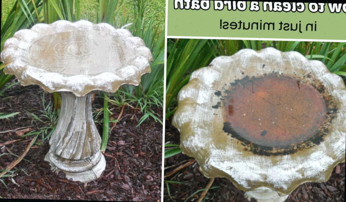 Como higienizar um bebedouro para pássaros Uma montagem de imagens mostrando um bebedouro de pássaros de concreto sujo à esquerda e um bebedouro limpo à direita. Há uma caixa de texto verde acima do bebedouro sujo que diz Como higienizar um bebedouro para pássaros em apenas minutos!