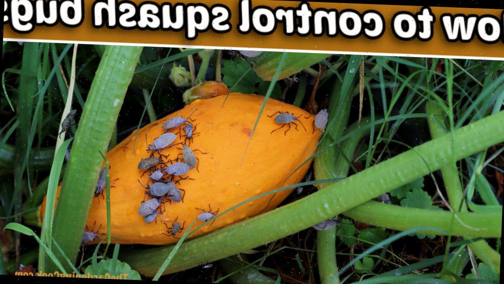 Planta de abobrinha com ninfas de insetos da abobrinha. Texto diz Como controlar insetos da abobrinha.