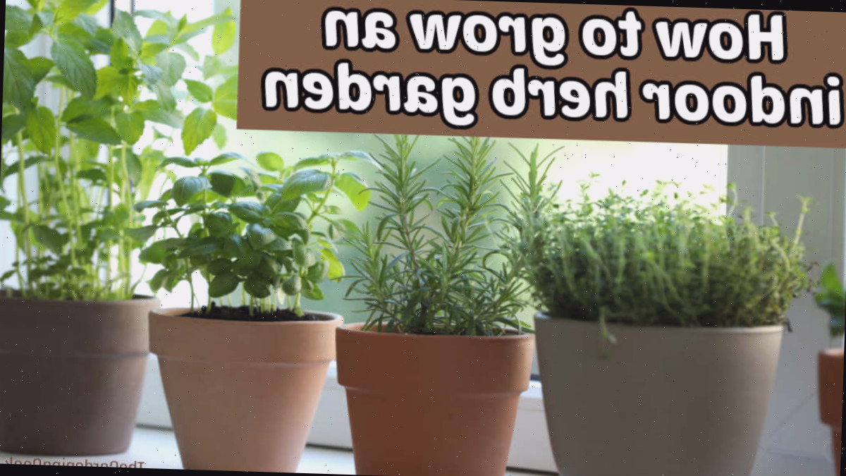 Como cultivar um jardim de ervas internas