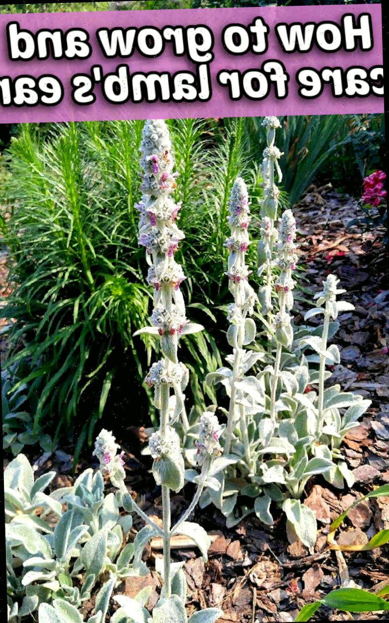 Planta de orelha de cordeiro em flor com as palavras Como cultivar e cuidar da orelha de cordeiro.