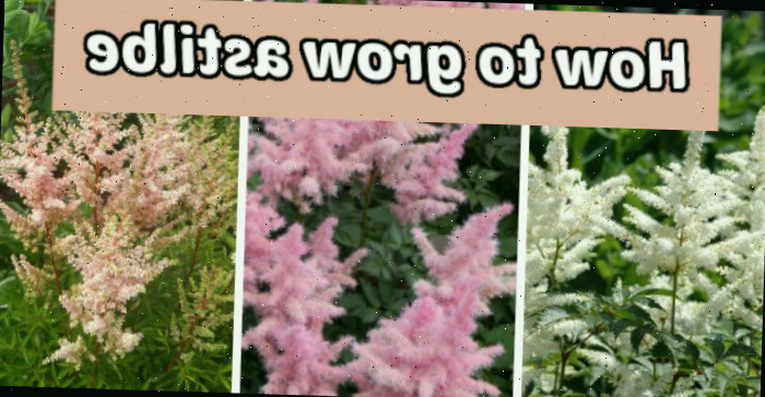 Três tonalidades diferentes de plantas de astilbe em flor. A caixa de texto pêssego diz: Como cultivar astilbe.