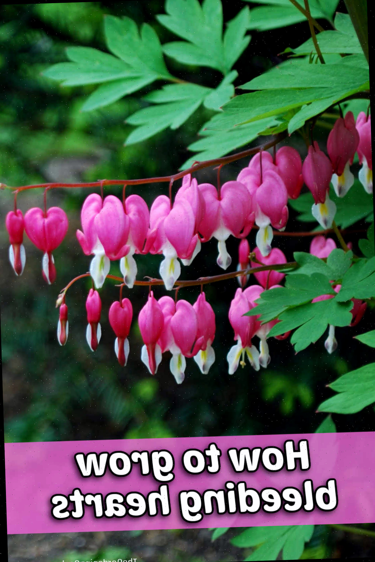 Flores e folhas de corações-sangrentos. Texto rosa diz Como Cultivar Corações-Sangrentos.
