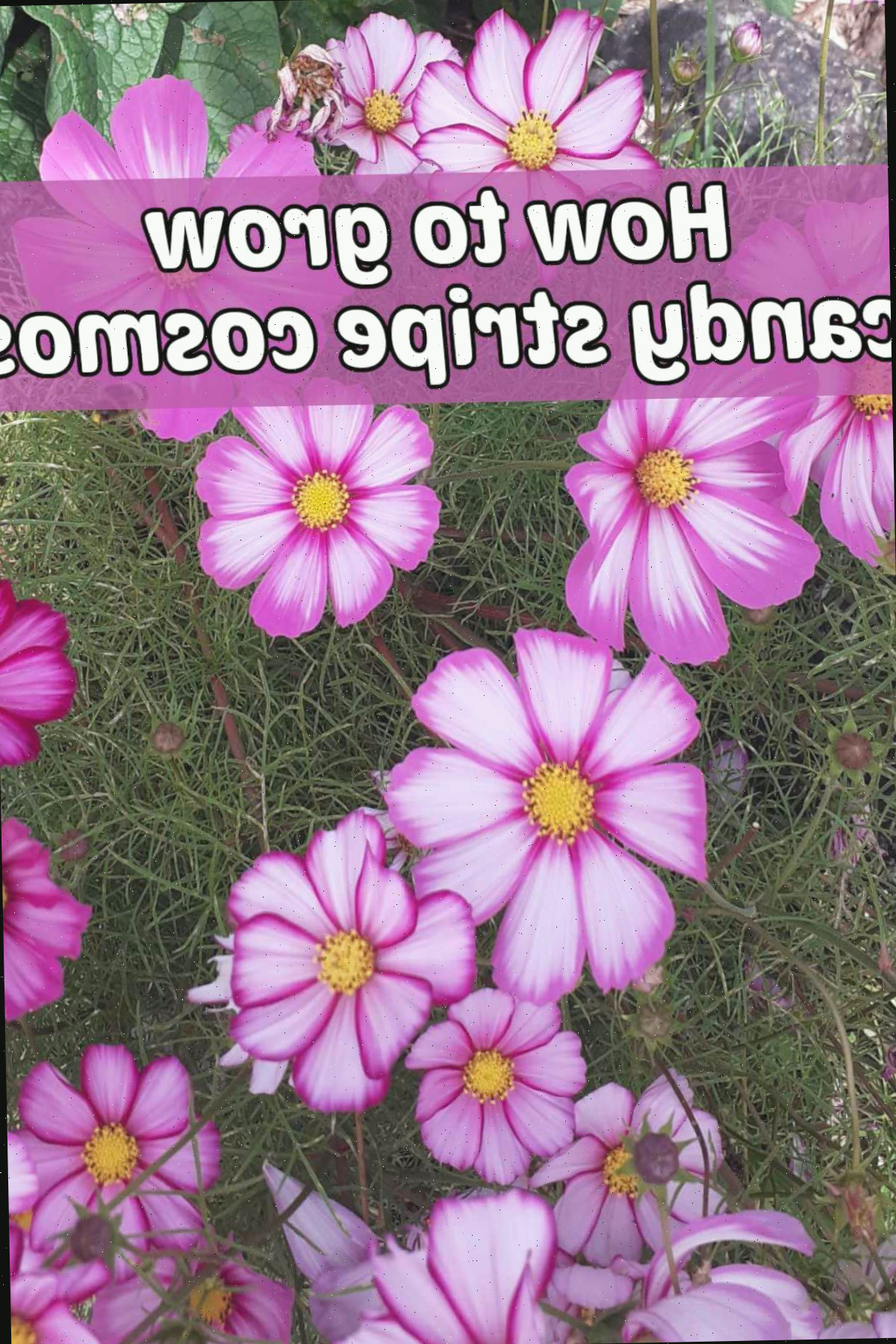 Como Cultivar Cosmos Candy Stripe Flores de Cosmos bipinnatus Candy Stripe em um campo. Caixa de texto rosa lê Como cultivar cosmos candy stripe.