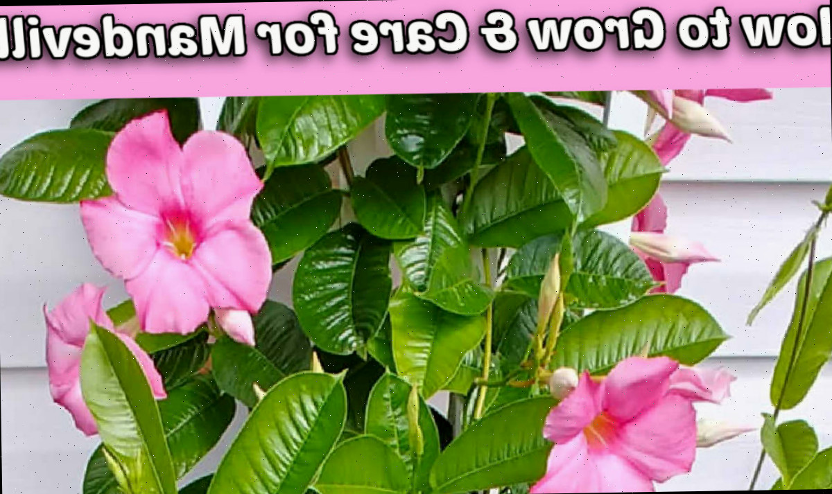 Planta de Mandevilla em flor com texto dizendo Como Cultivar e Cuidar da Mandevilla.