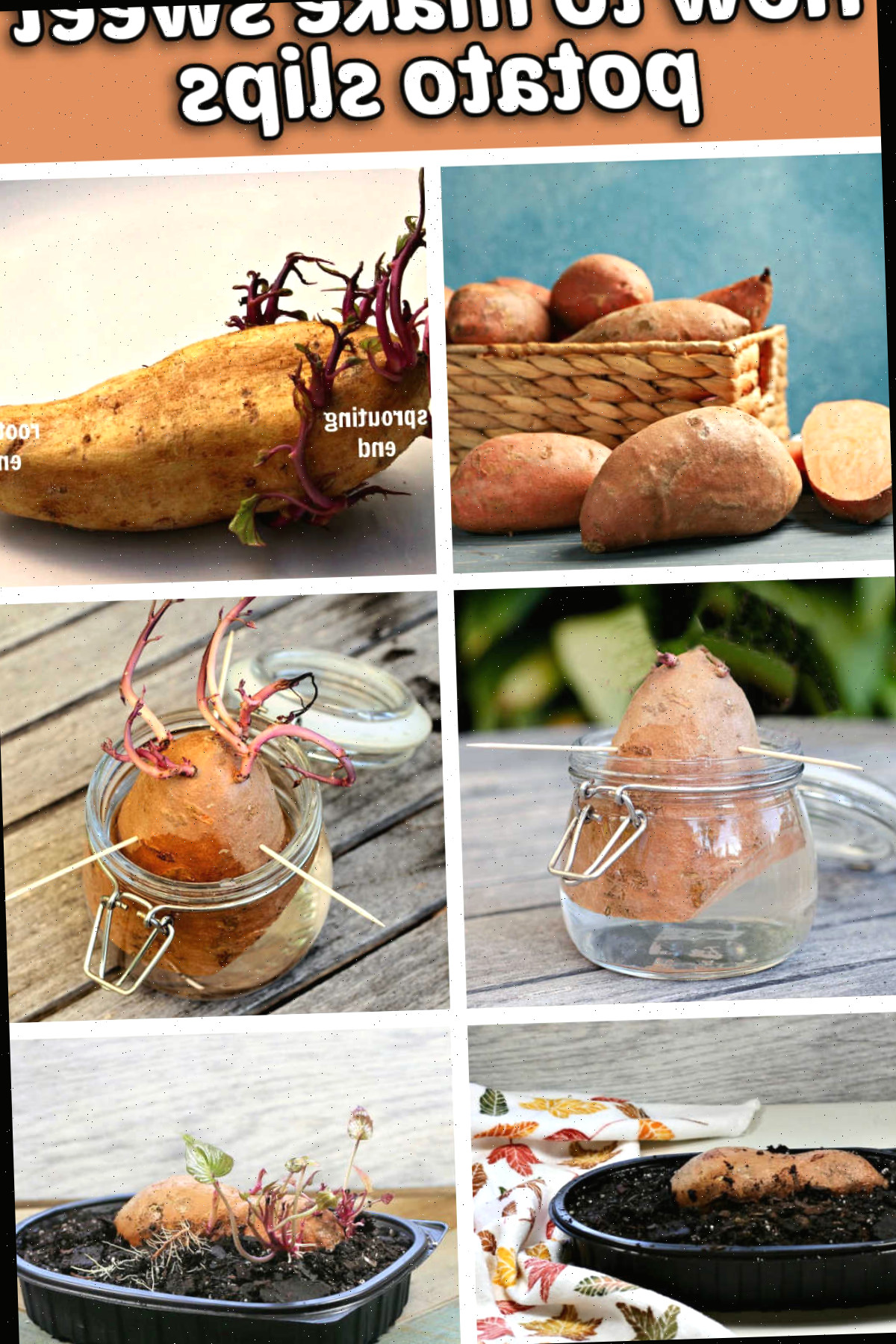 Um mosaico com imagens do processo de cultivar brotações de batata-doce a partir de batatas-doces adquiridas. Texto em tom bege diz ‘Como produzir brotações de batata-doce’.