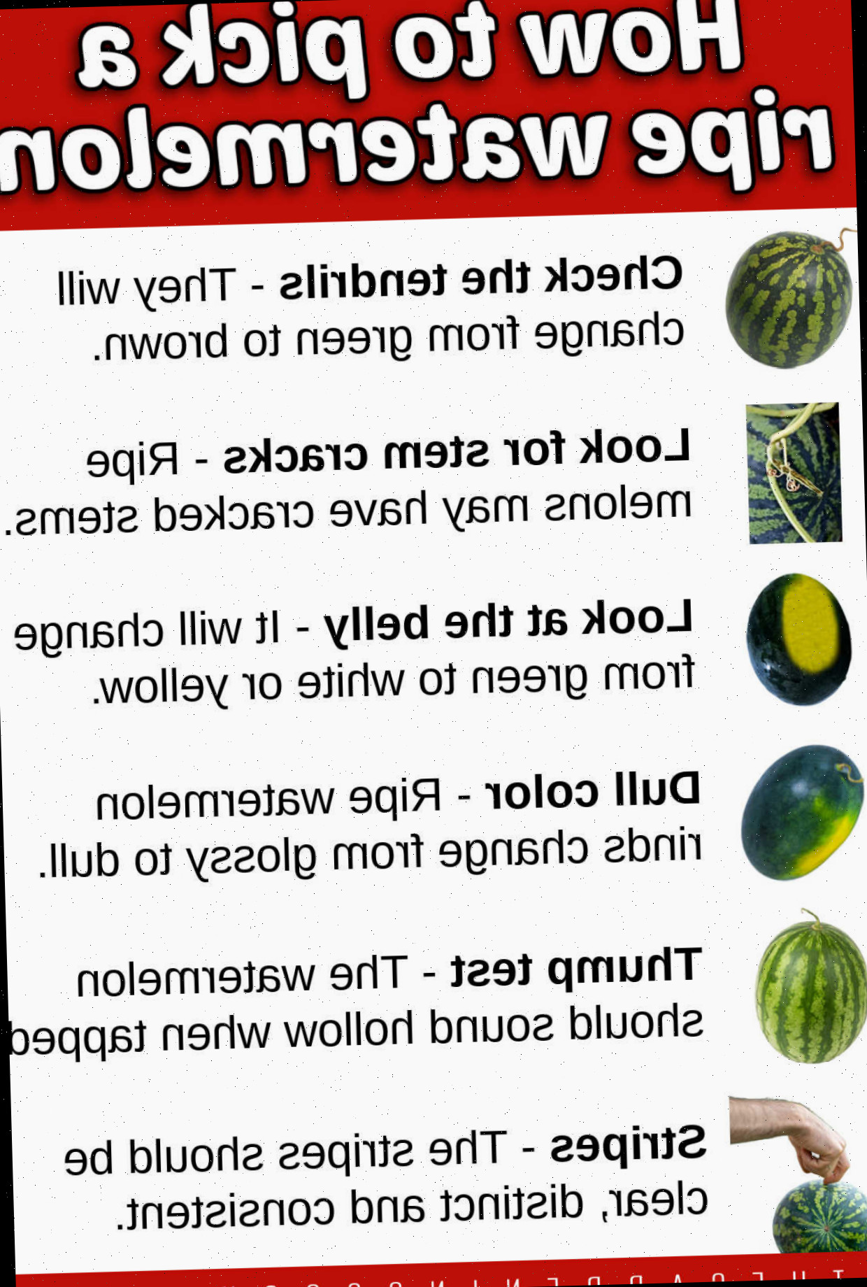 Como colher uma melancia madura Um infográfico com imagens de melancias e dicas de amadurecimento. A caixa de texto vermelha diz Como colher uma melancia madura.