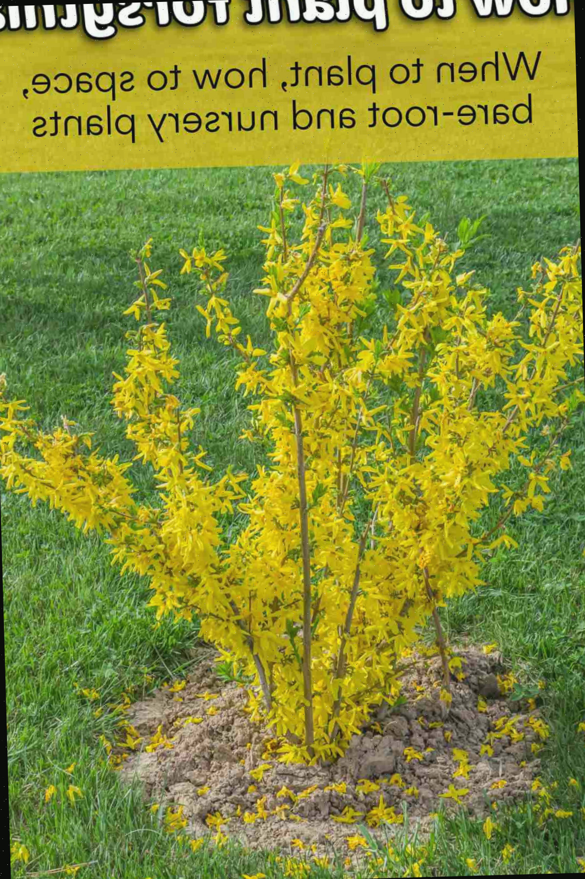 Como Plantar Forsítia Arbusto de forsítia florido na primavera. Texto amarelo diz Como plantar forsítia - quando plantar, como espaçar, plantas de raiz nua e de viveiro.