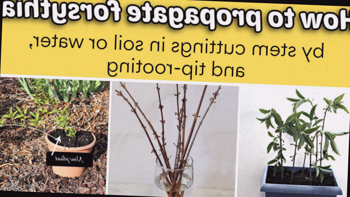 Imagens de estacas de forsítia em solo e água, além de enraizamento por ponta. O texto amarelo diz Como propagar forsítia.