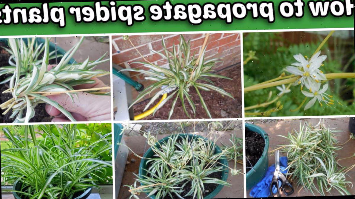 Imagens de brotos de planta-aranha e plantas maduras em uma colagem. Caixa de texto verde lê Como propagar plantas-aranha.