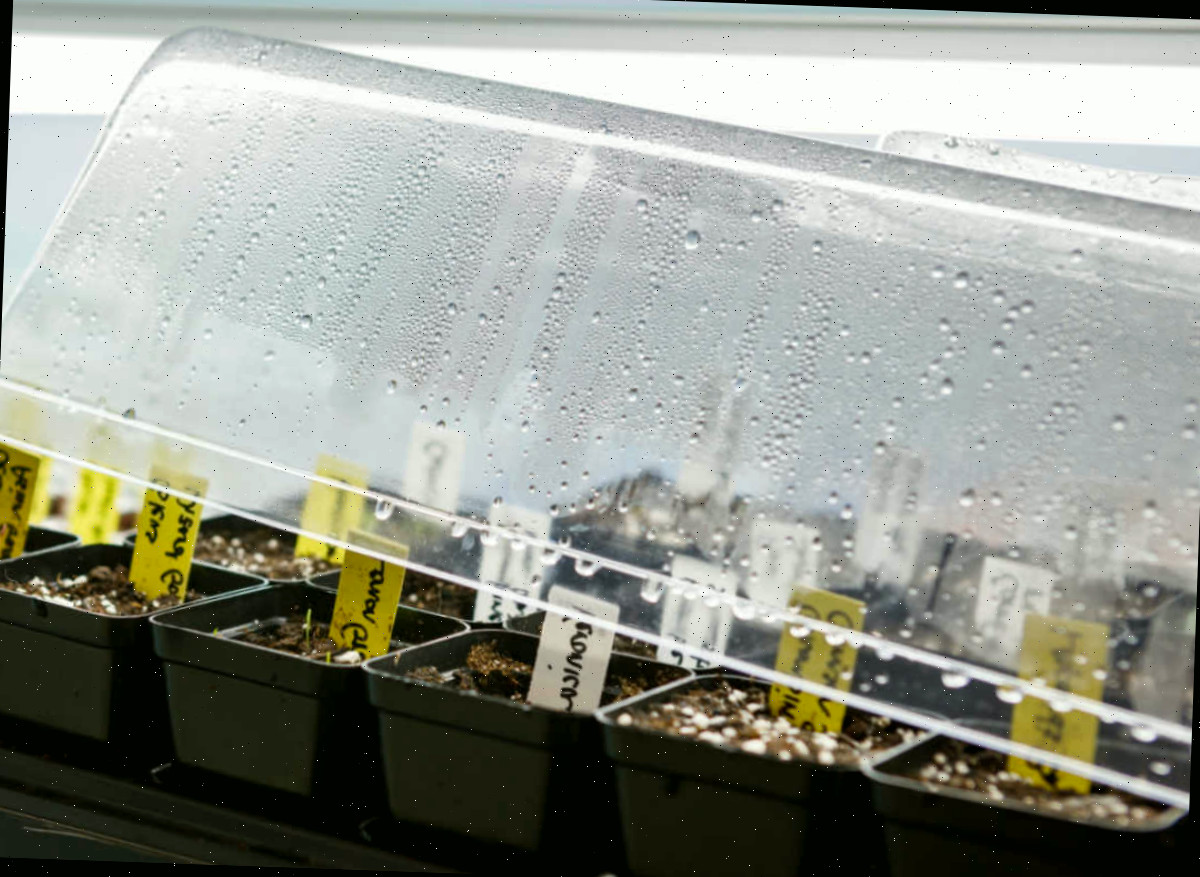 Uma cúpula de umidade colocada sobre as sementes fornece a umidade adicional essencial para a germinação.
