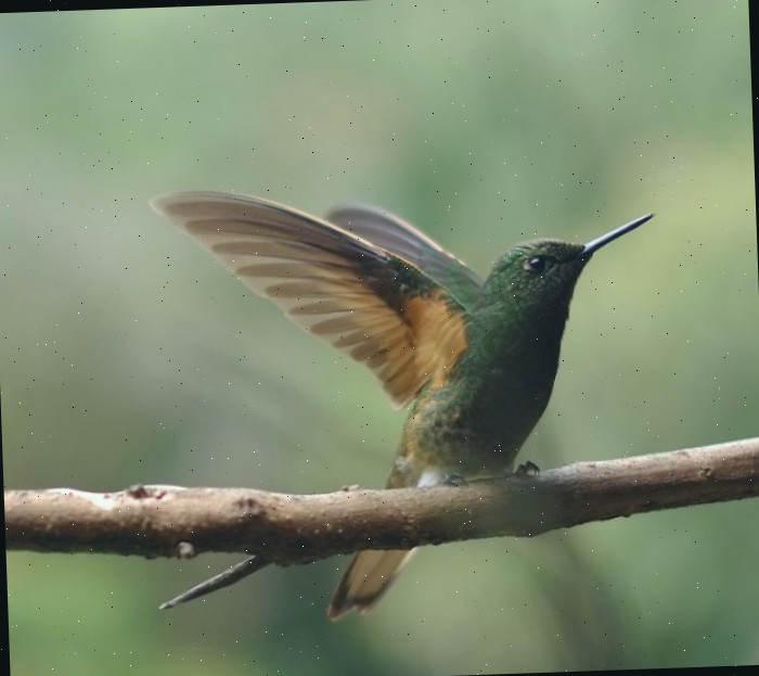 Beija-flor em um galho