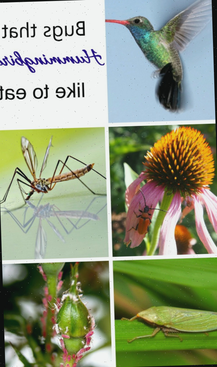 Existem muitos insetos que os beija-flores apreciam em sua dieta
