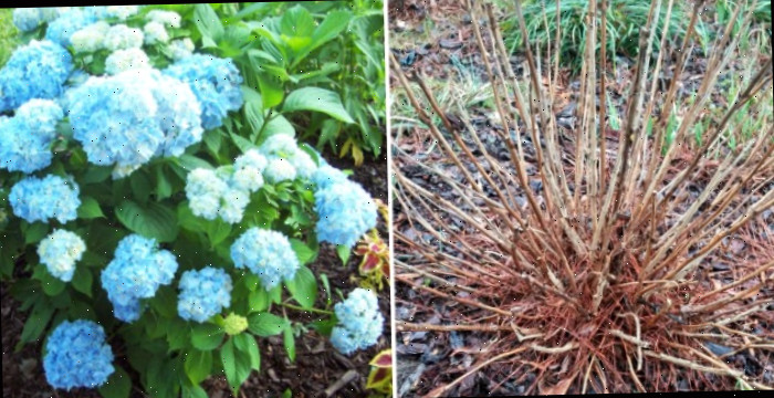 Pode remover a madeira morta para uma linda hortênsia depois
