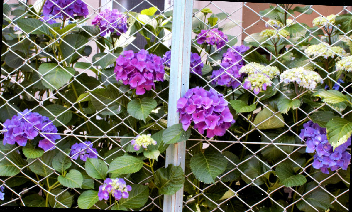 Folhagem e flores de uma hortênsia-de-folha-larga cobrindo uma cerca metálica de jardim.