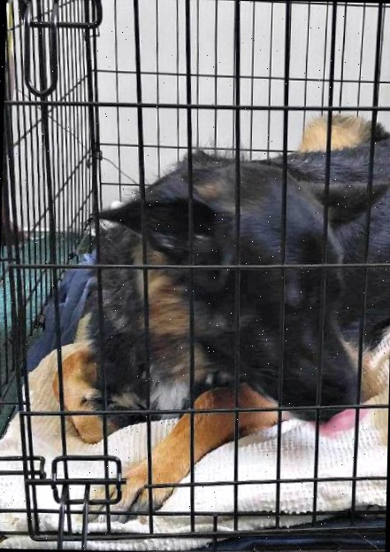 Uma caixa de transporte faz o cão se sentir mais como se estivesse em casa.