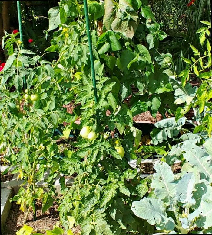 plantas de tomate indeterminado Plantas de tomate indeterminado em uma cama de jardim de blocos de concreto.
