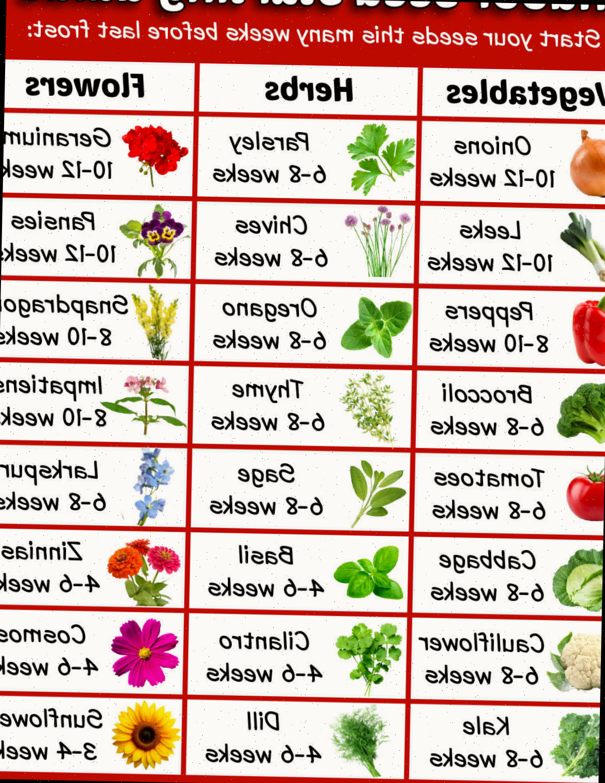 Uma imagem para impressão em formato jpg com imagens de vegetais, ervas e flores e o número de semanas antes da última geada para iniciar suas sementes.