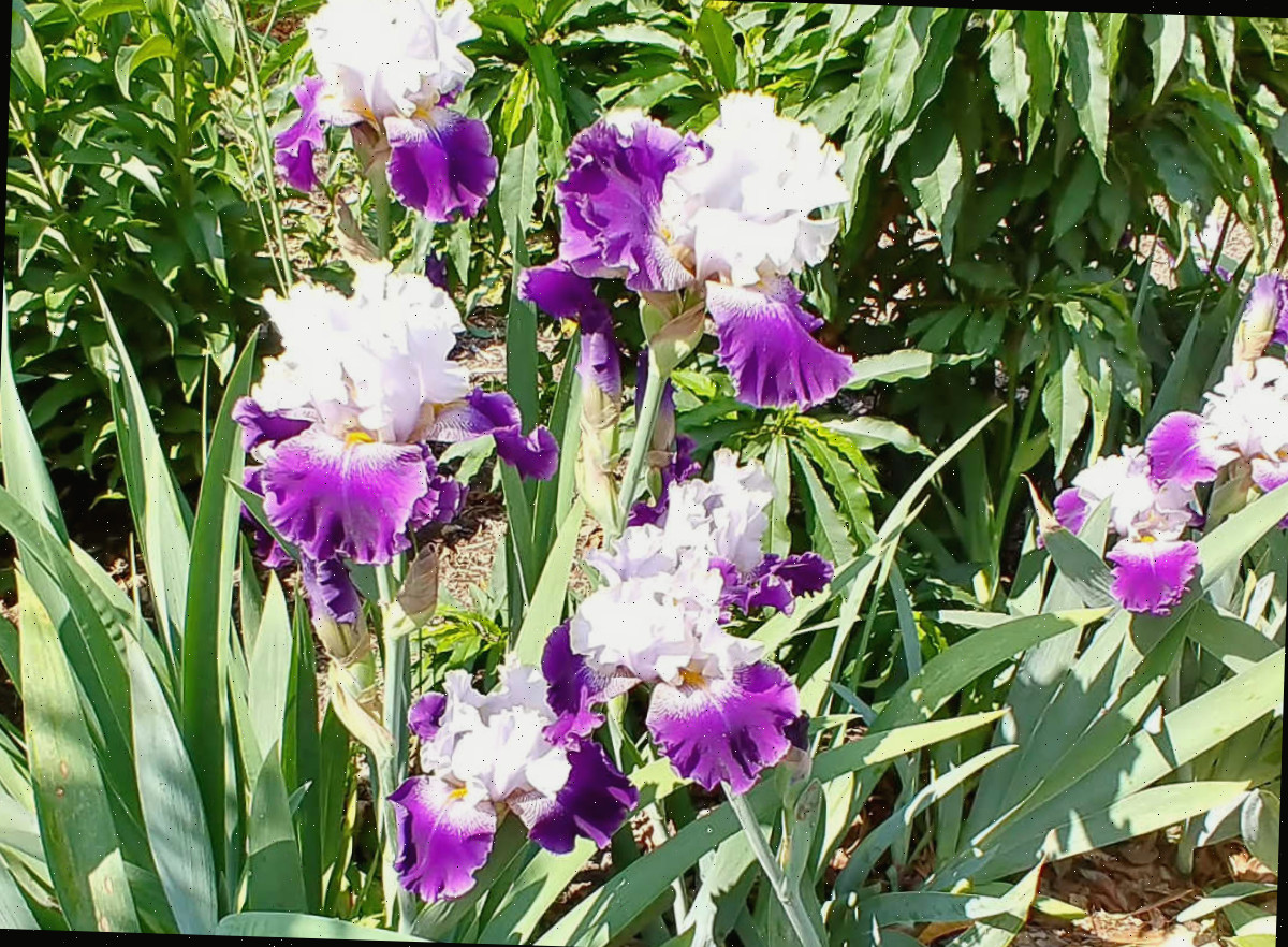 Íris, uma flor de jardim cottage em plena floração em um canteiro iluminado.