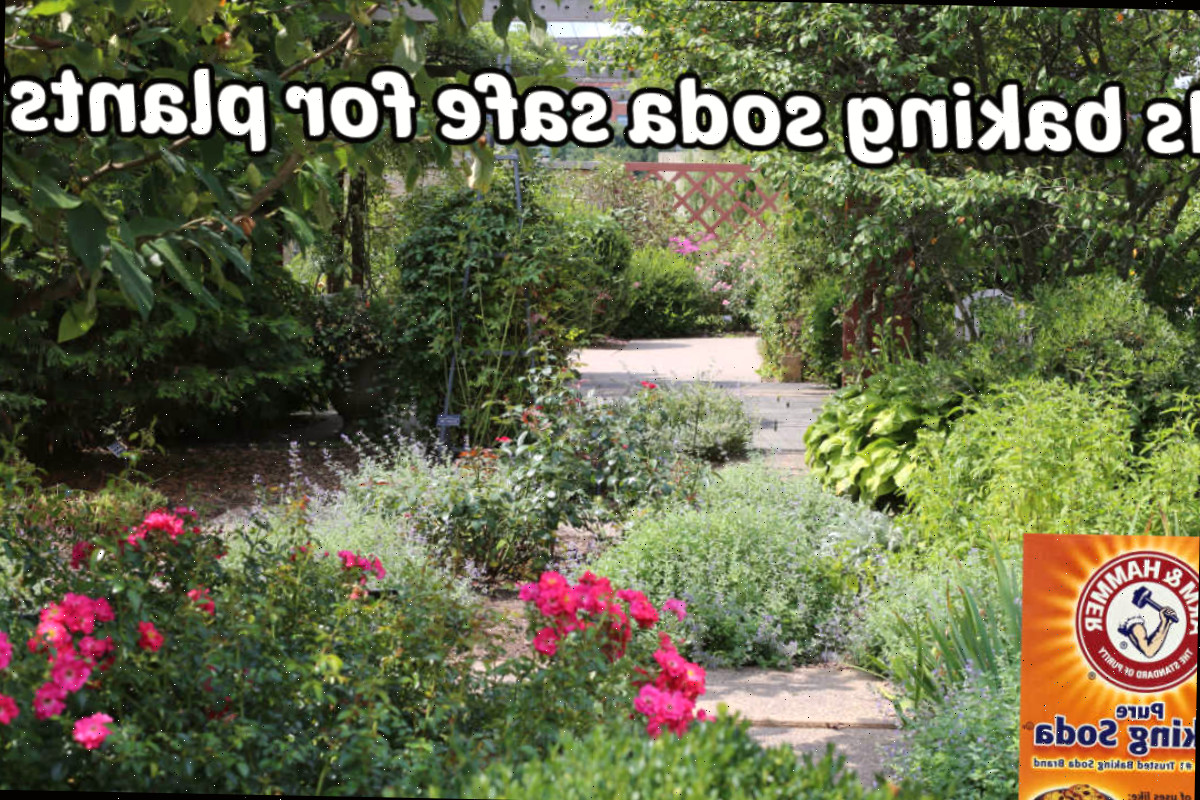 Uma embalagem de bicarbonato de sódio no fundo de um jardim com caminhos e um texto questionando se o bicarbonato de sódio é seguro para vegetais.