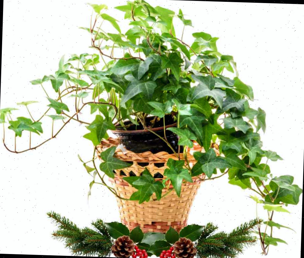 Vaso de hera em uma cesta com decorações de Natal ao fundo.