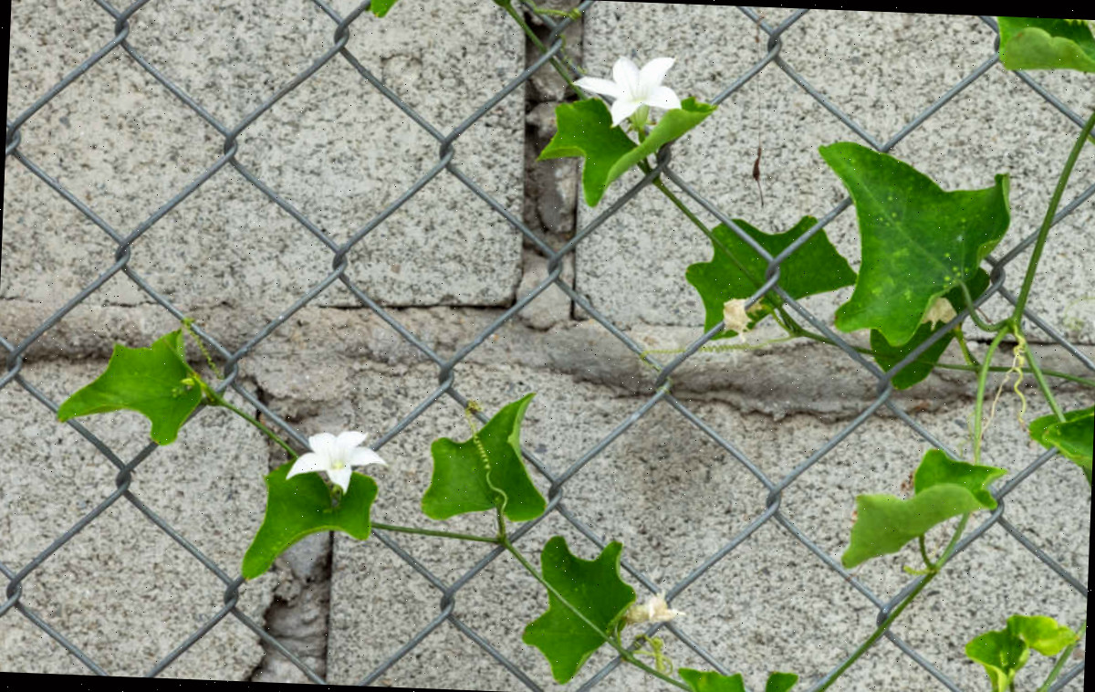 Flores brancas da trepadeira de abóbora-ivy, iniciando a cobertura em uma cerca metálica.