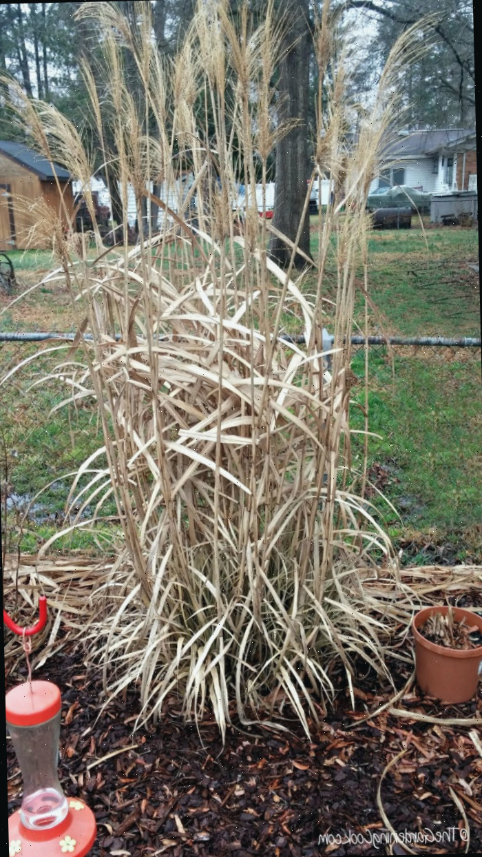 Esta grama prata japonesa necessita de poda no início da primavera.