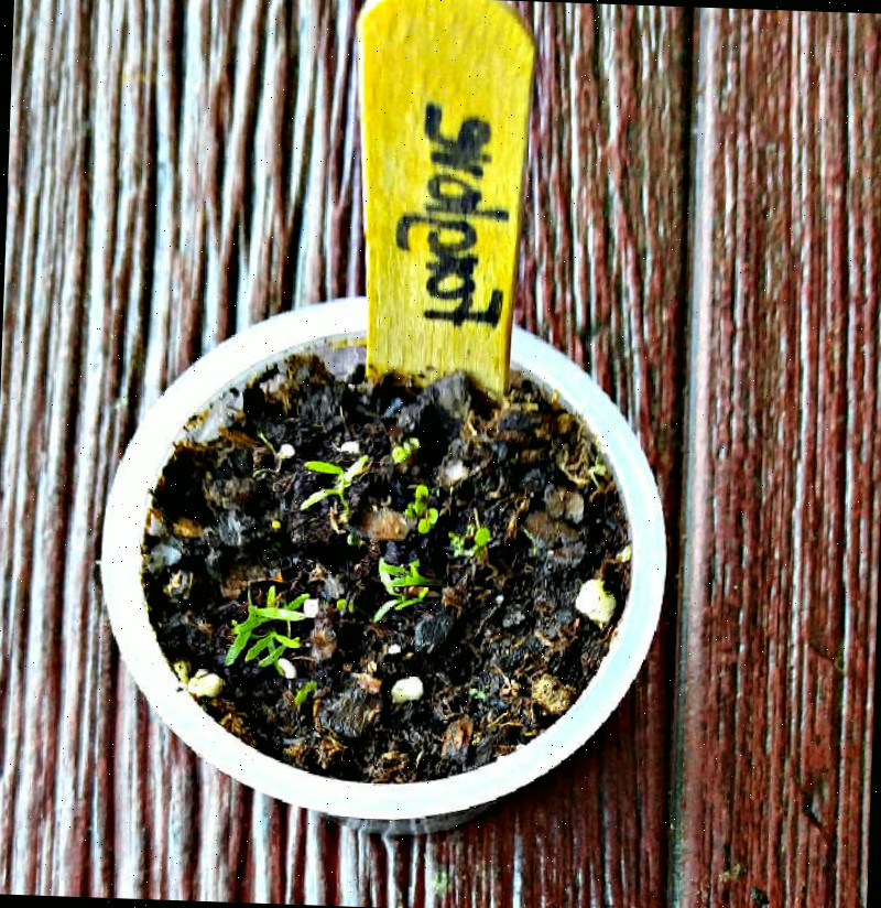 Copinhos de gelatina individuais são ótimos vasos iniciais para plantas.