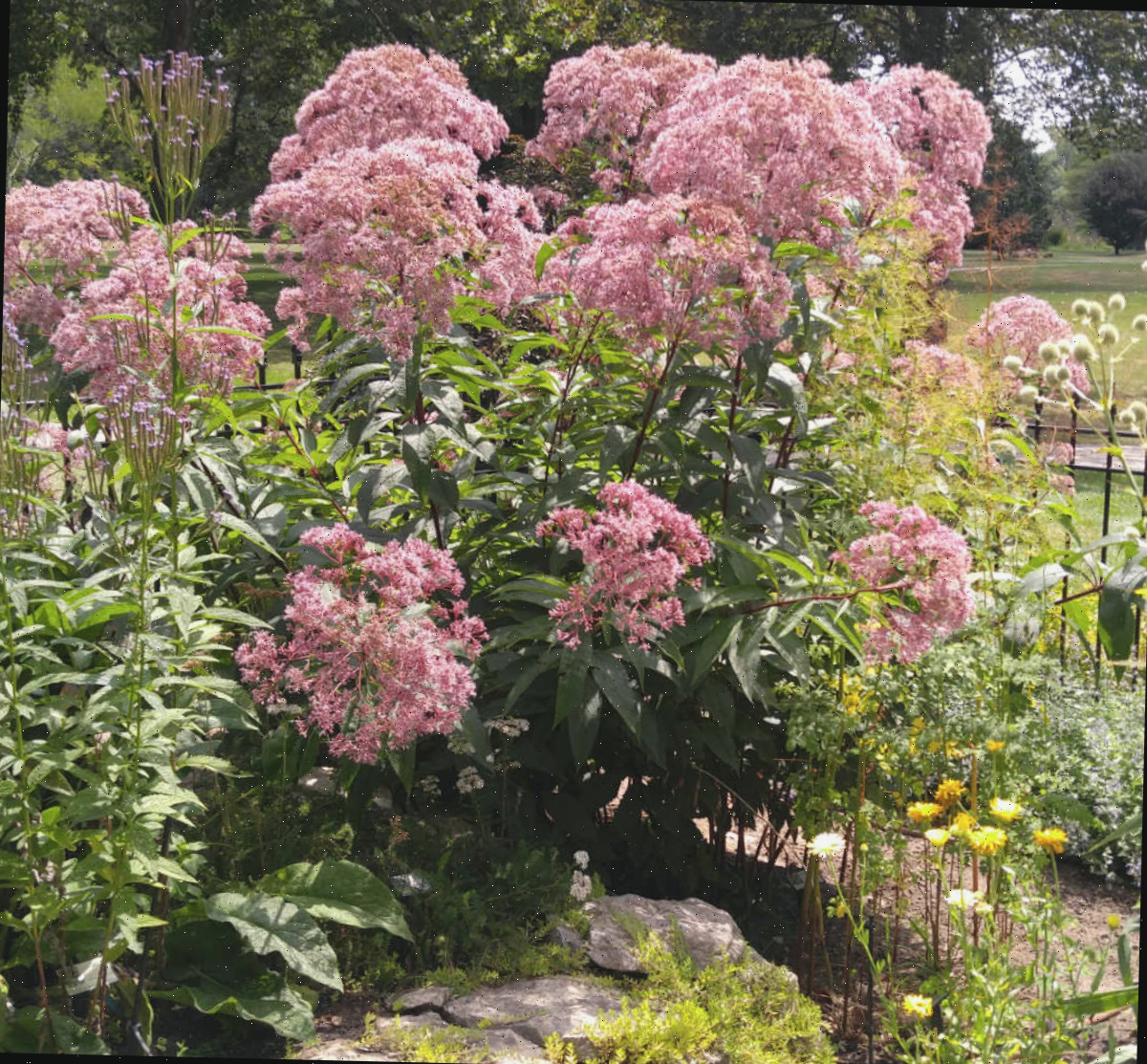 Perenne alta de erva-de-josé-pinho ao fundo de uma parede em um jardim cottage.