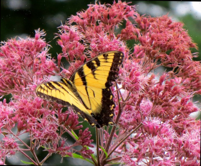 Joe Pye weed e borboleta.