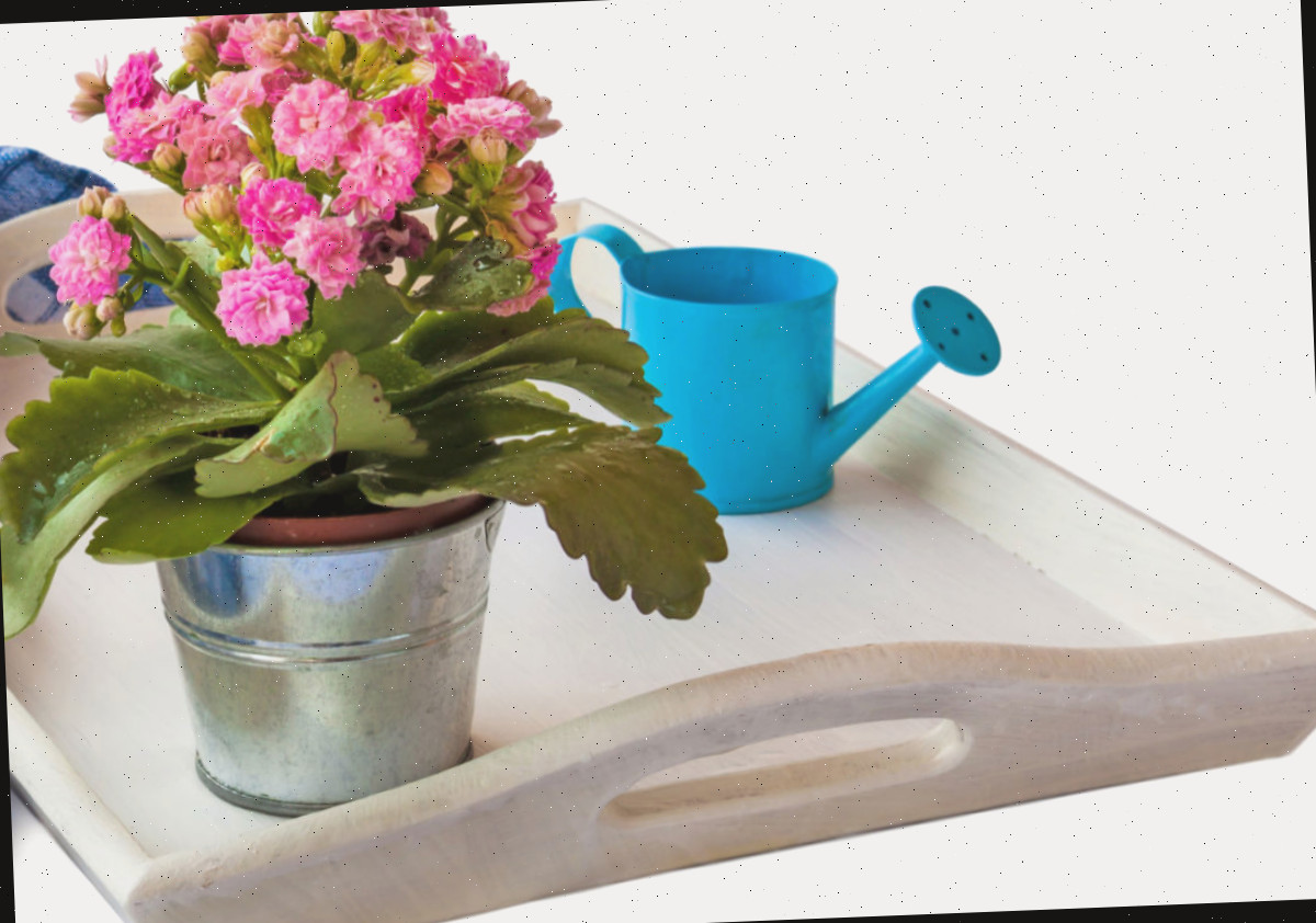 Regue Flaming Katy quando o solo estiver seco. Uma planta kalanchoe blossfeldiana em um vaso de metal em uma bandeja branca perto de um regador azul e toalha xadrez.