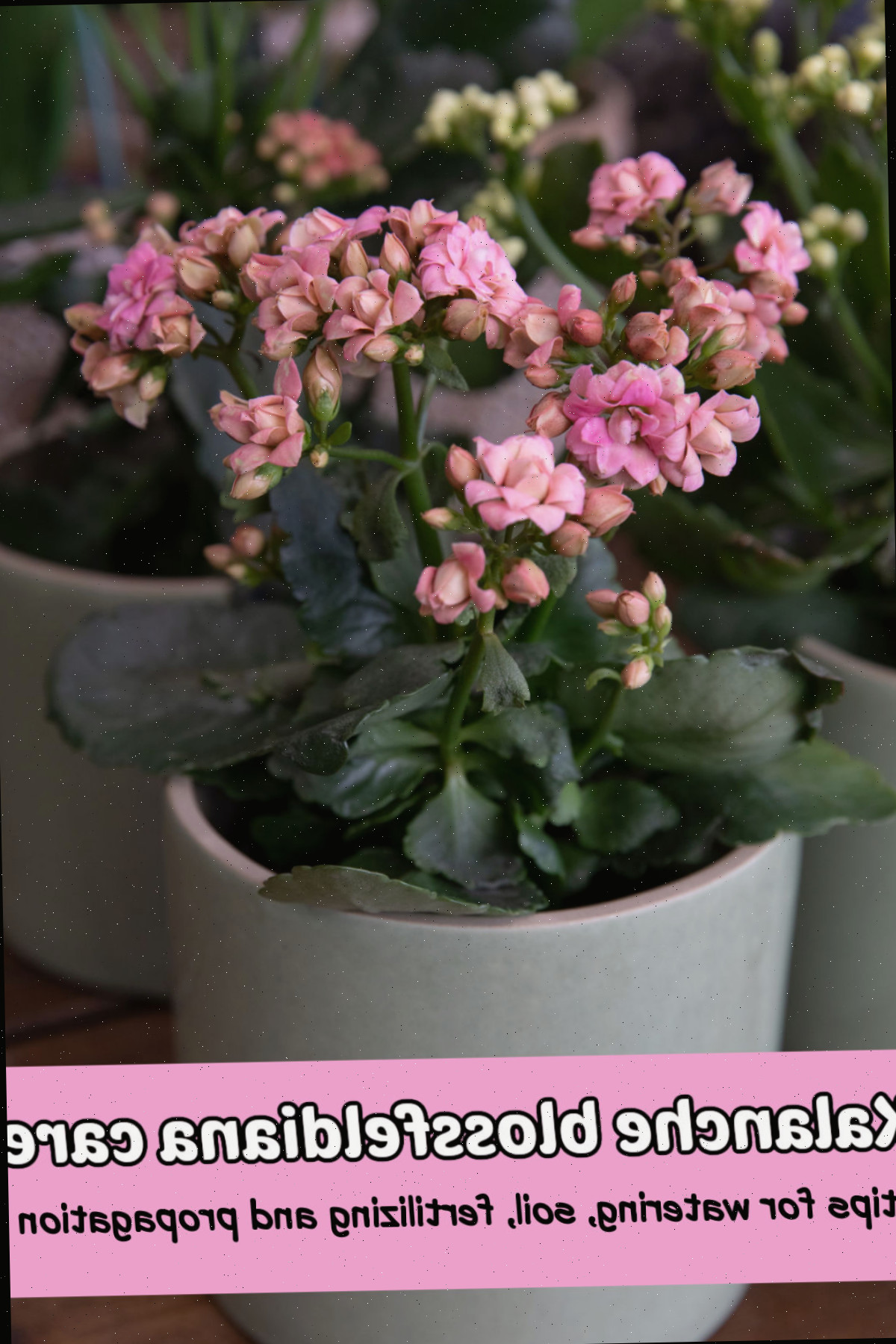 Como Cultivar e Cuidar de Kalanchoe Blossfeldiana Uma suculenta pink Flaming Katy em um vaso branco com sobreposição de texto rosa que diz cuidado com kalanchoe blossfeldiana, dicas para irrigação, solo, fertilização e multiplicação.