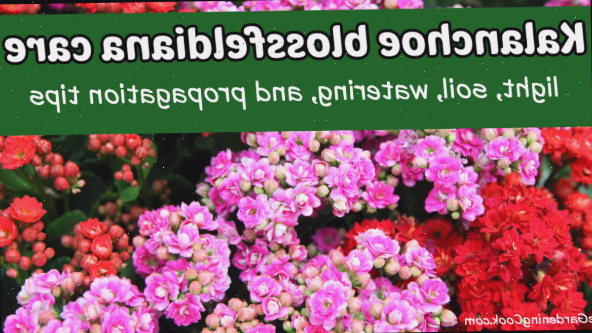 Flores rosas e vermelhas de uma planta Flaming Katy com um quadro de texto verde que diz cuidado com kalanchoe blossfeldiana - luz, solo, irrigação e dicas de propagação.