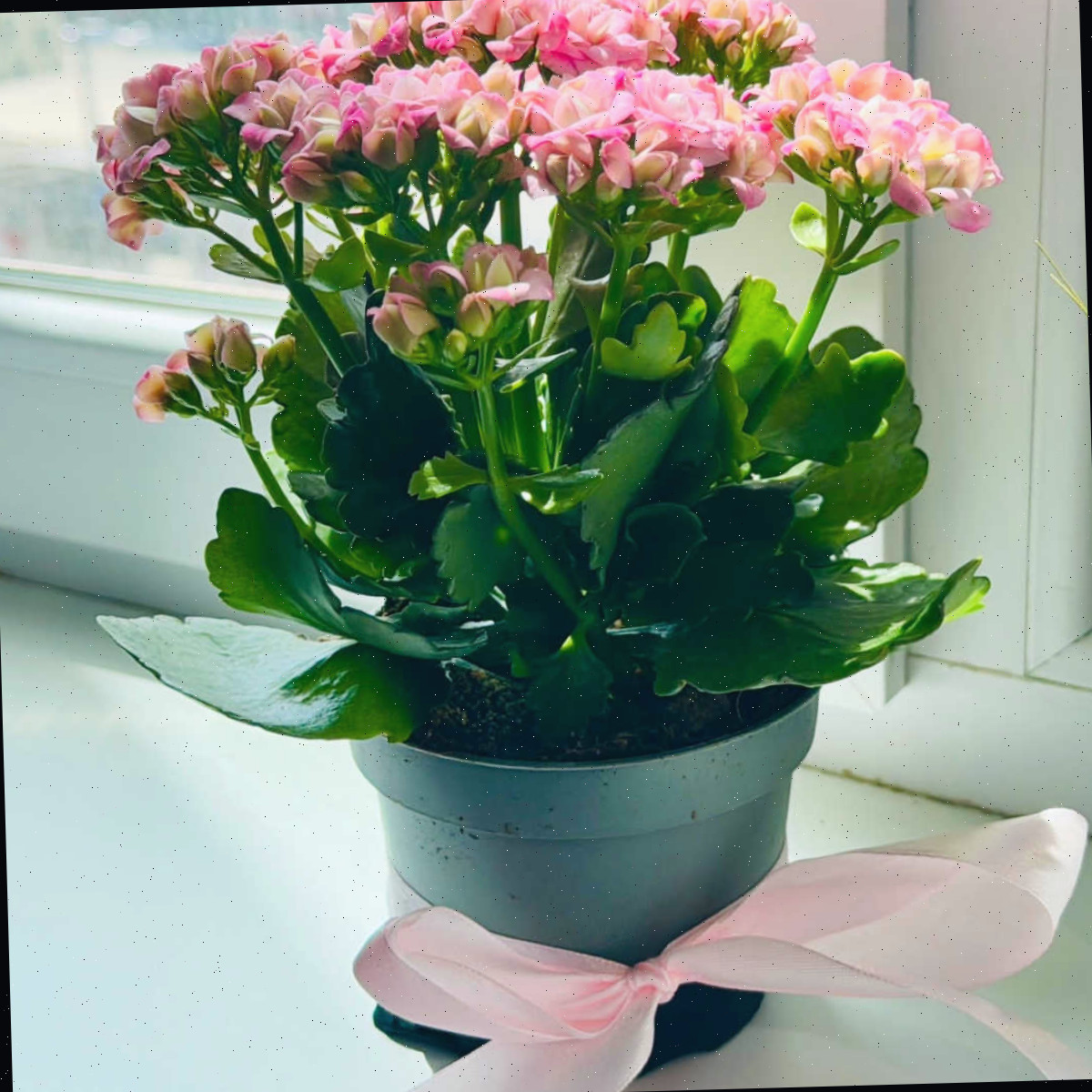 Planta Kalanchoe blossfeldiana em um vaso verde com um laço em flor em uma janela ensolarada.