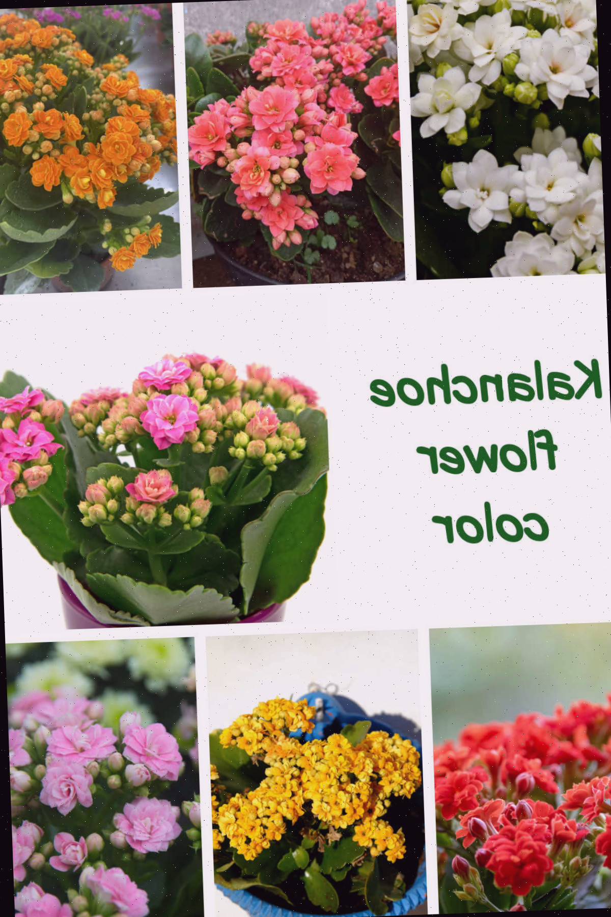 Kalanchoe Blossfeldiana Vem em Muitas Cores Flores brancas, pêssego, laranja, vermelhas, amarelas e rosas da planta Flaming Katy em uma colagem com as palavras cor da flor do Kalanchoe.