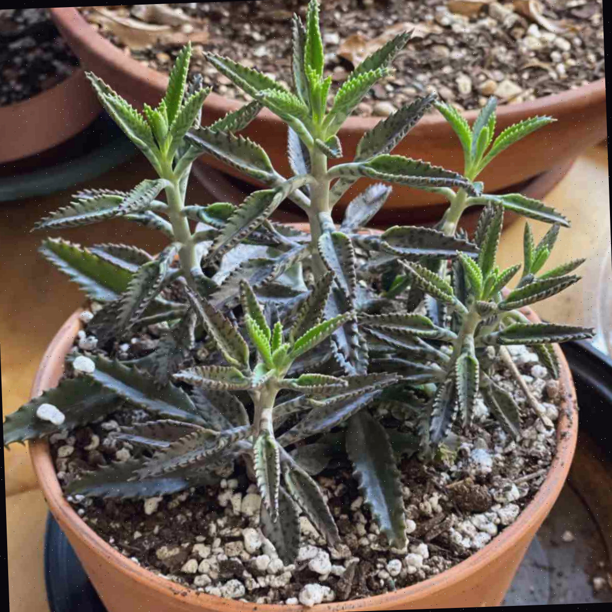 Kalanchoe Houghtonii - Cultivando a Planta Mãe de Milhares