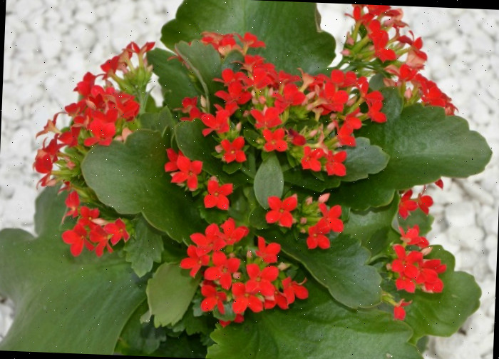 Kalanchoe em flor Kalanchoe em flor.