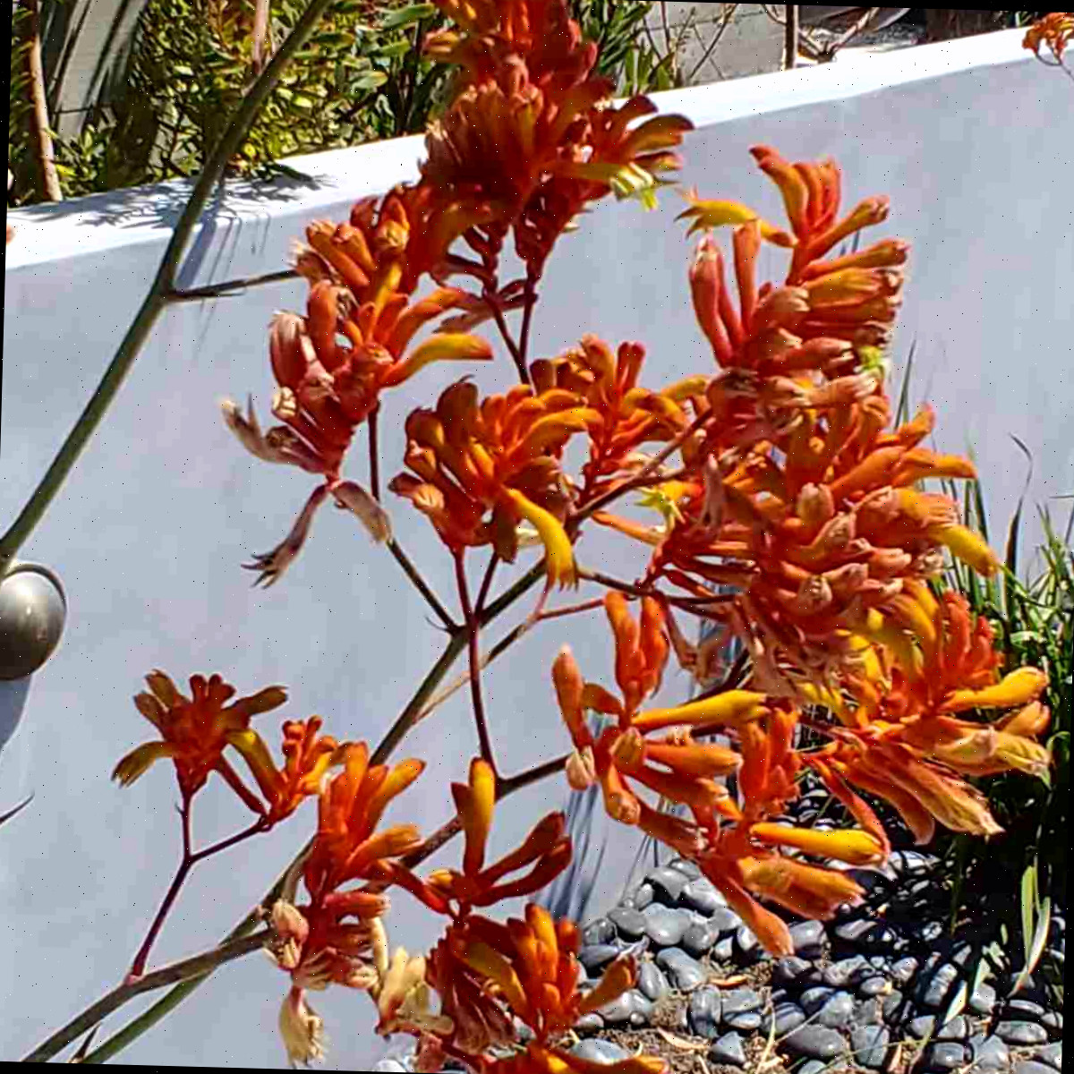 Uma imagem de uma planta pata-de-canguru, também chamada de Anigozanthos flavidus, em um jardim urbano cercado por paredes de concreto.