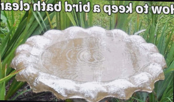 Bebedouro de aves limpo Uma imagem em close de um bebedouro de aves de cimento limpo, cheio de água, com folhas de íris atrás dele. Há uma sobreposição de texto em branco que diz como manter um bebedouro de aves limpo na parte superior.