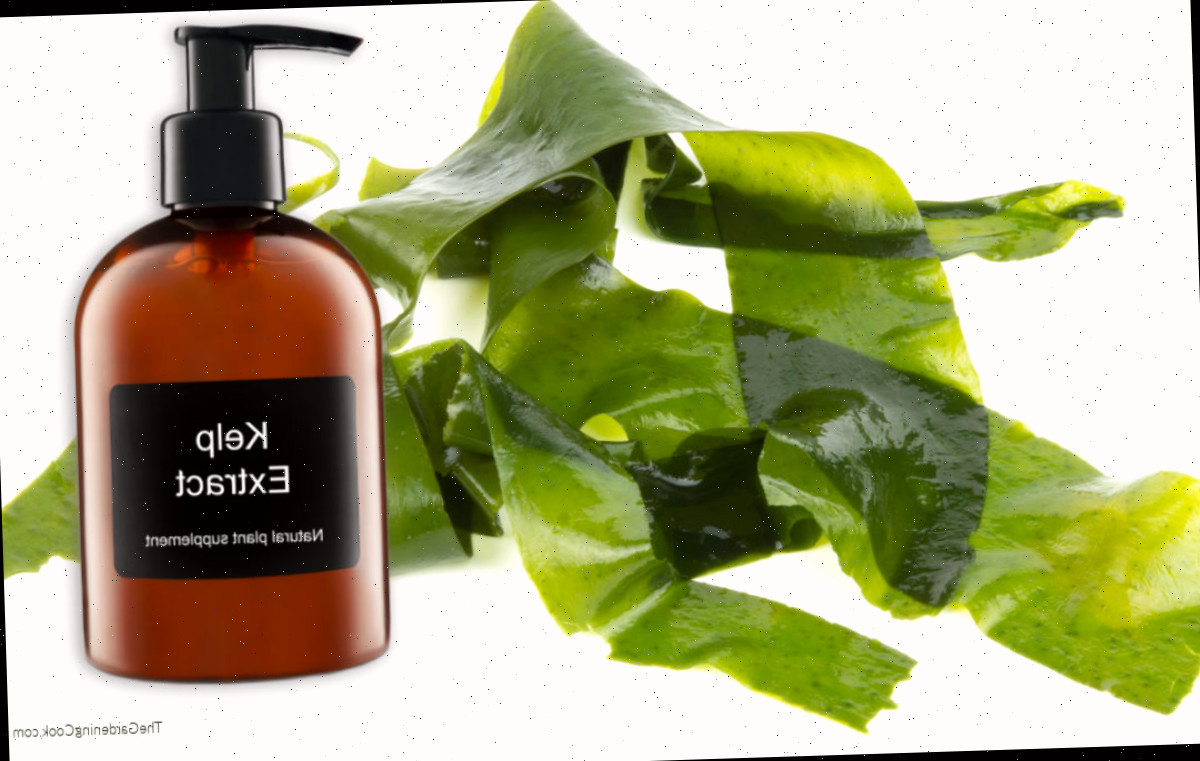 Alga marinha (kelp) com frasco sobreposto, apresentando o rótulo extrato de alga como suplemento natural para as plantas.
